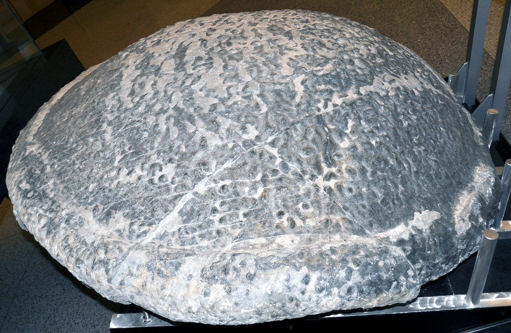 Thrombolite-stromatolite (1.9 m diameter) (Conococheague Formation, Upper Cambrian; Boxley Materials Blue Ridge Quarry, Bedford County, Virginia, USA) 3