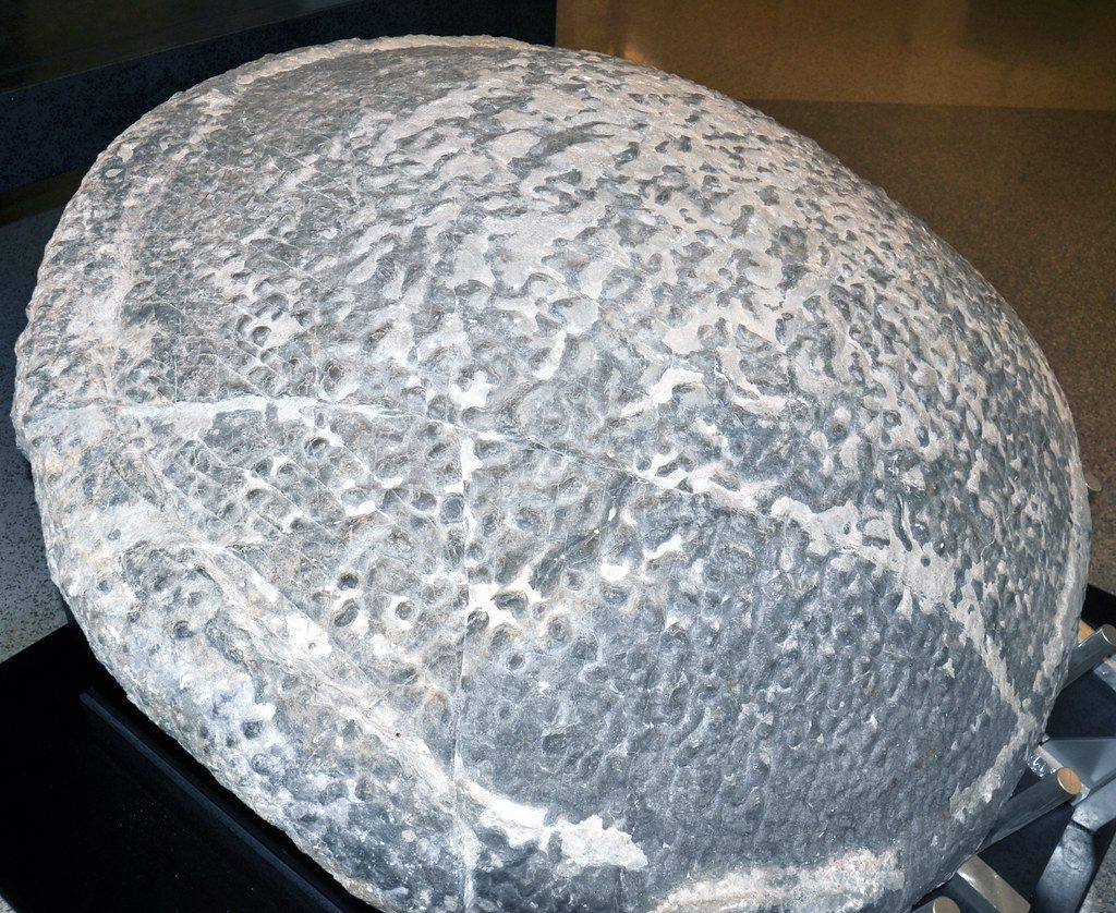 Thrombolite-stromatolite (1.9 m diameter) (Conococheague Formation, Upper Cambrian; Boxley Materials Blue Ridge Quarry, Bedford County, Virginia, USA) 2